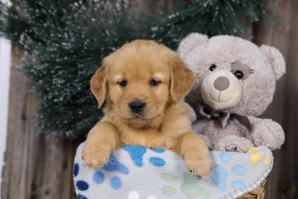 Hope Image of Hope, a Golden Retriever puppy