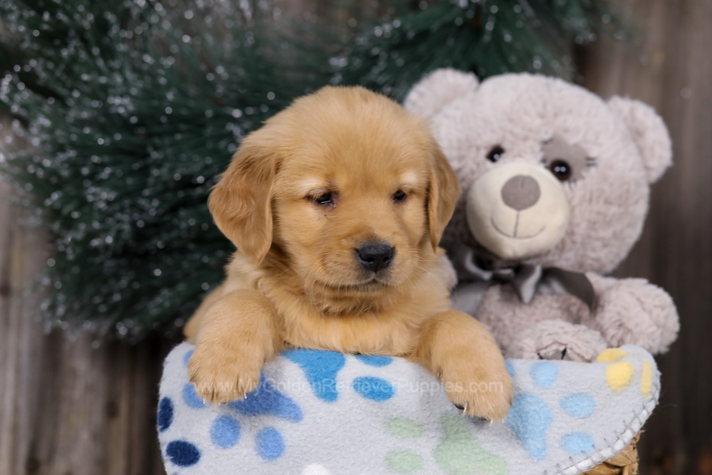 Hope Image of Hope, a Golden Retriever puppy