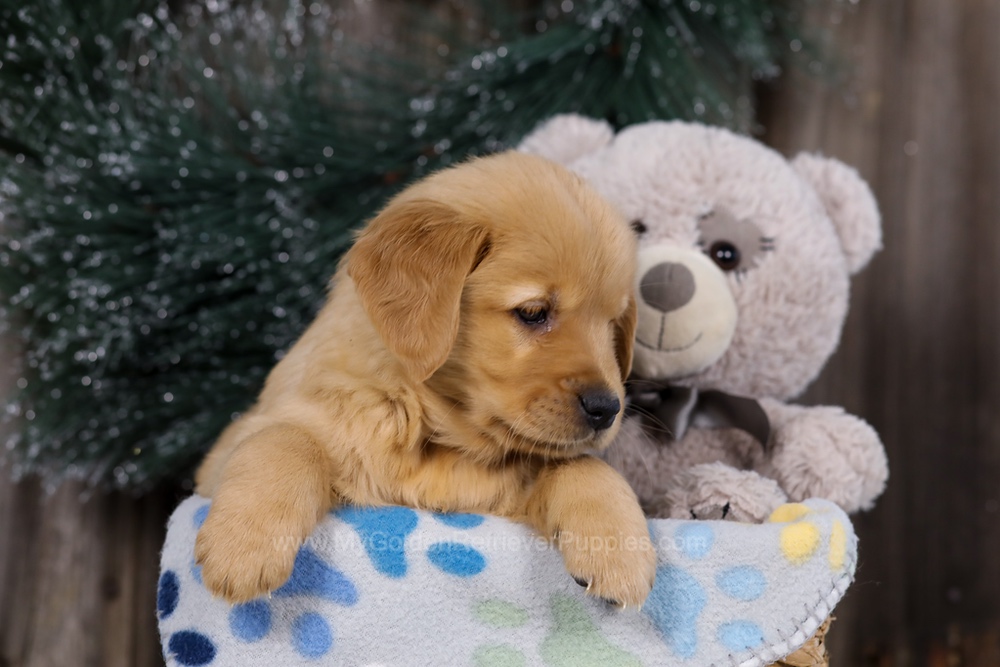Hope Image of Hope, a Golden Retriever puppy