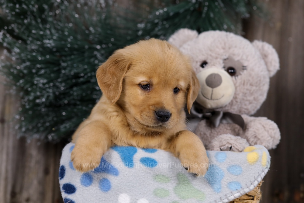Hope Image of Hope, a Golden Retriever puppy