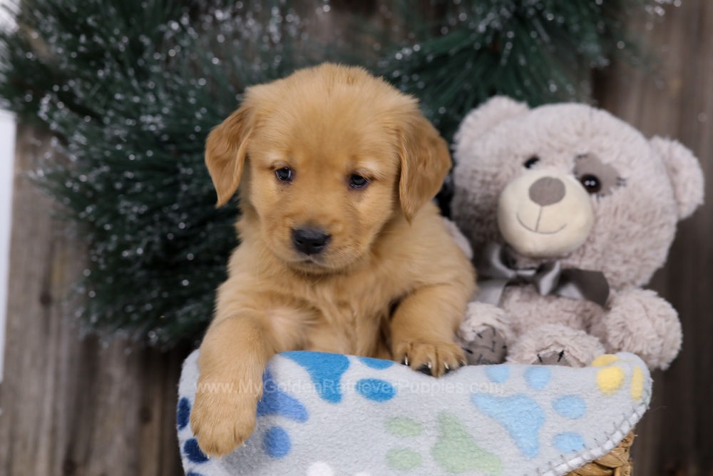 Hope Image of Hope, a Golden Retriever puppy
