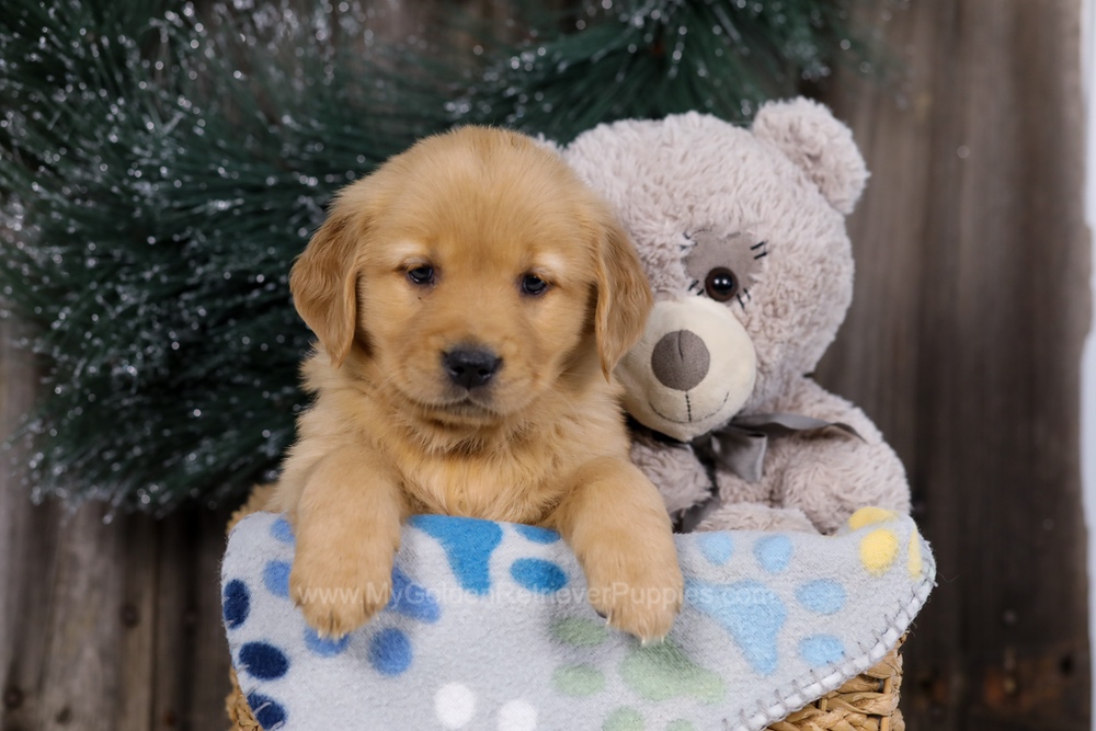 Hope Image of Hope, a Golden Retriever puppy