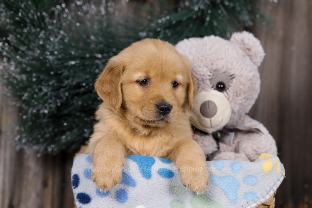 Hope Image of Hope, a Golden Retriever puppy