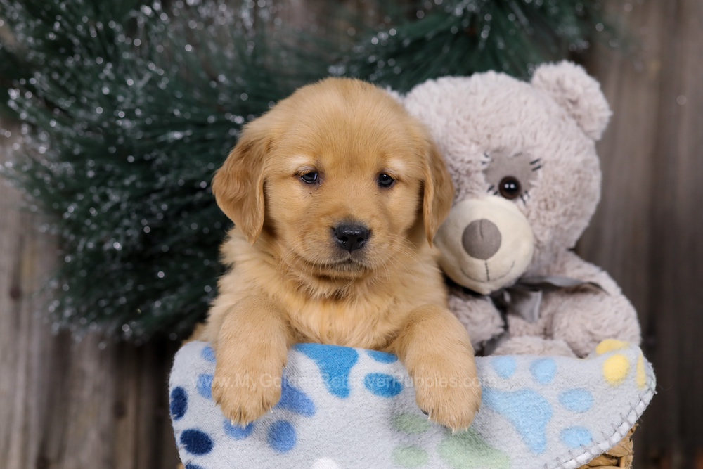 Hope Image of Hope, a Golden Retriever puppy