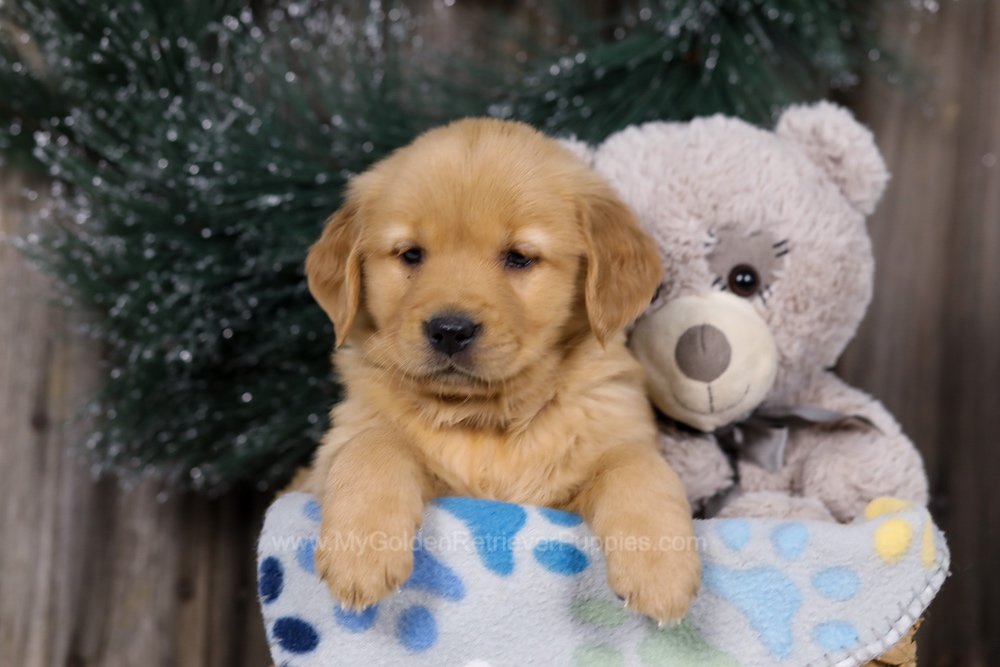 Hope Image of Hope, a Golden Retriever puppy