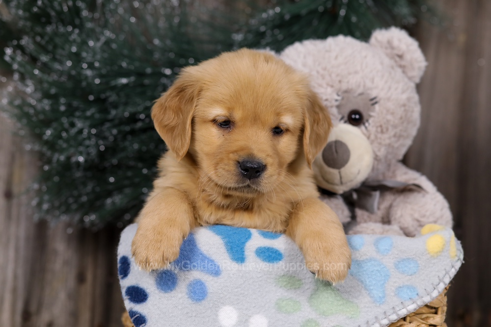 Hope Image of Hope, a Golden Retriever puppy