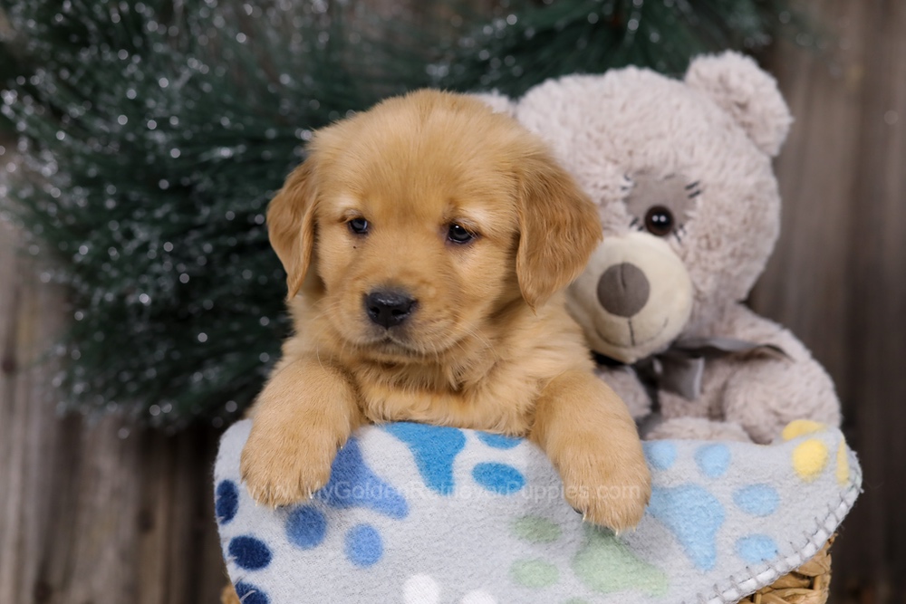 Hope Image of Hope, a Golden Retriever puppy