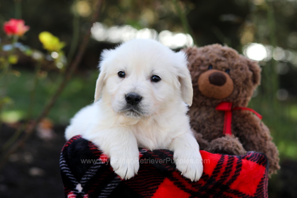 Hudson Image of Hudson, a Golden Retriever puppy