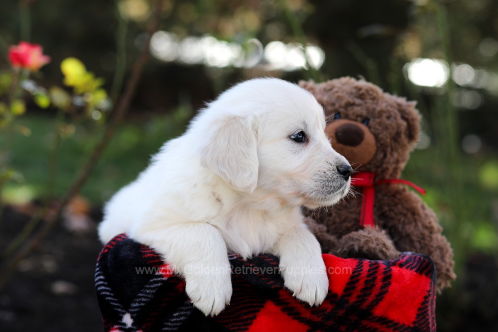 Hudson Image of Hudson, a Golden Retriever puppy