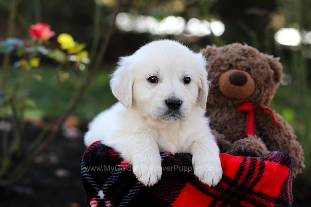 Hudson Image of Hudson, a Golden Retriever puppy
