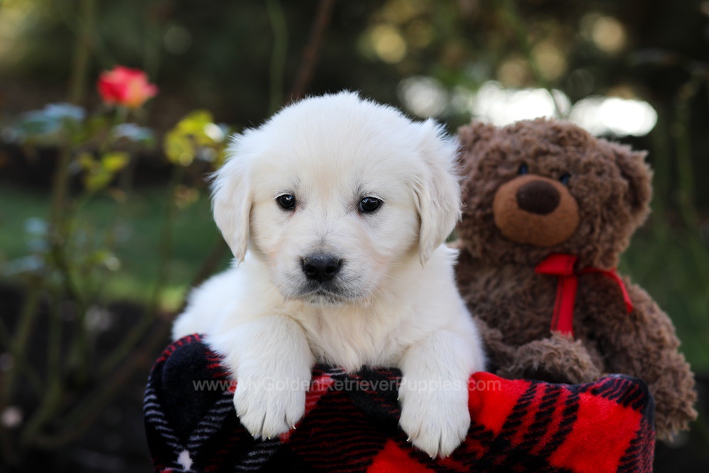 Hudson Image of Hudson, a Golden Retriever puppy