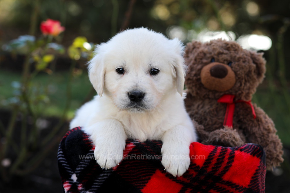 Hudson Image of Hudson, a Golden Retriever puppy