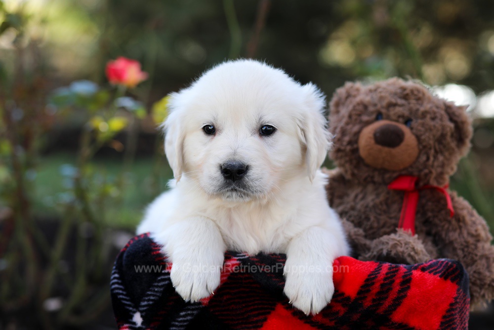 Hudson Image of Hudson, a Golden Retriever puppy