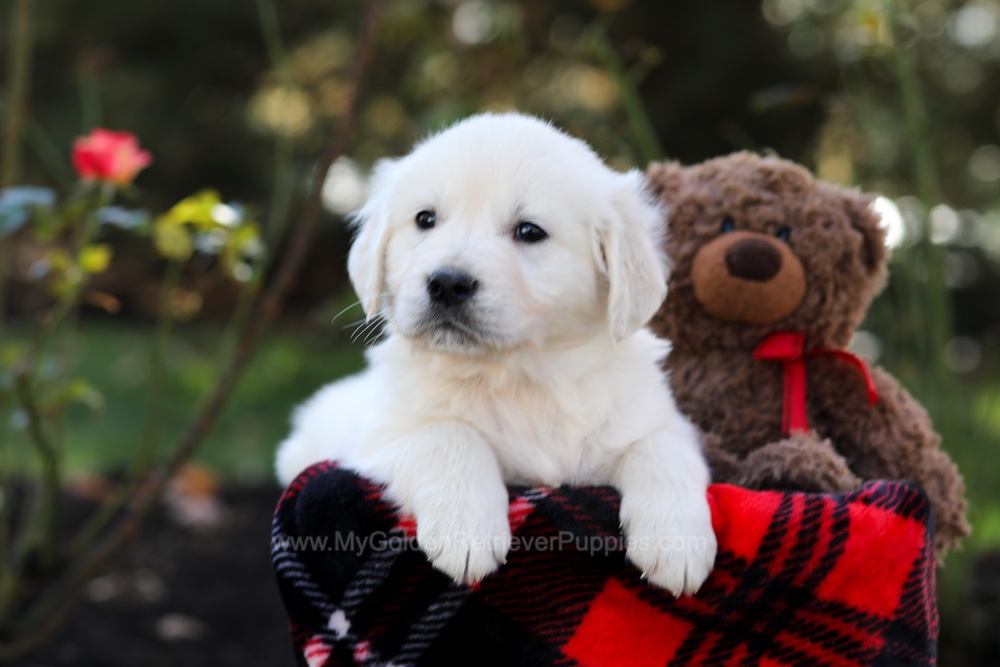 Hudson Image of Hudson, a Golden Retriever puppy