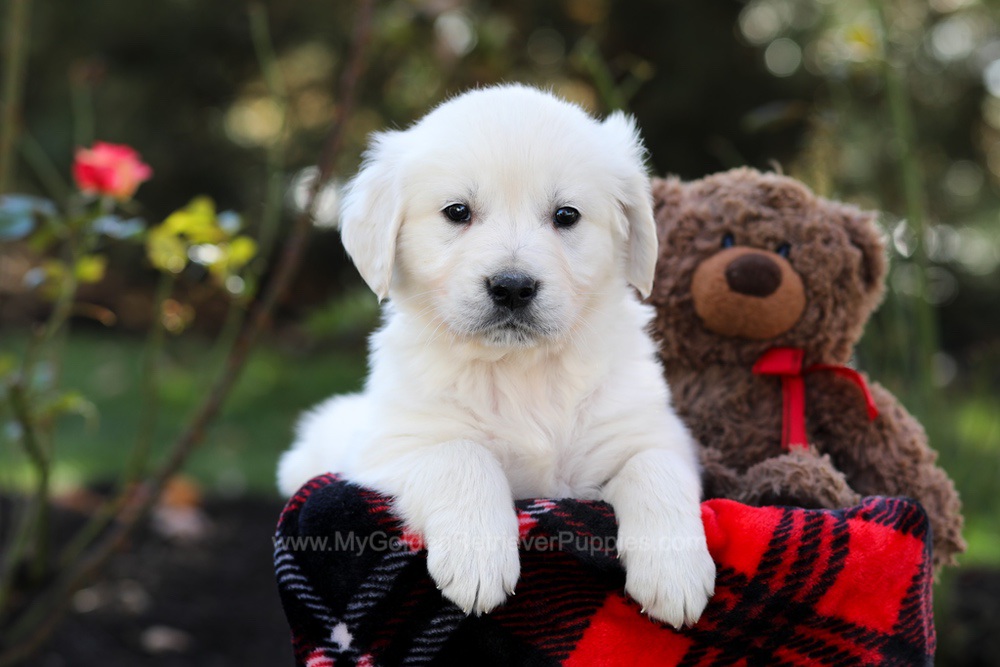 Hudson Image of Hudson, a Golden Retriever puppy