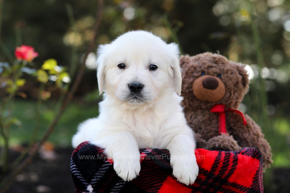 Hudson Image of Hudson, a Golden Retriever puppy