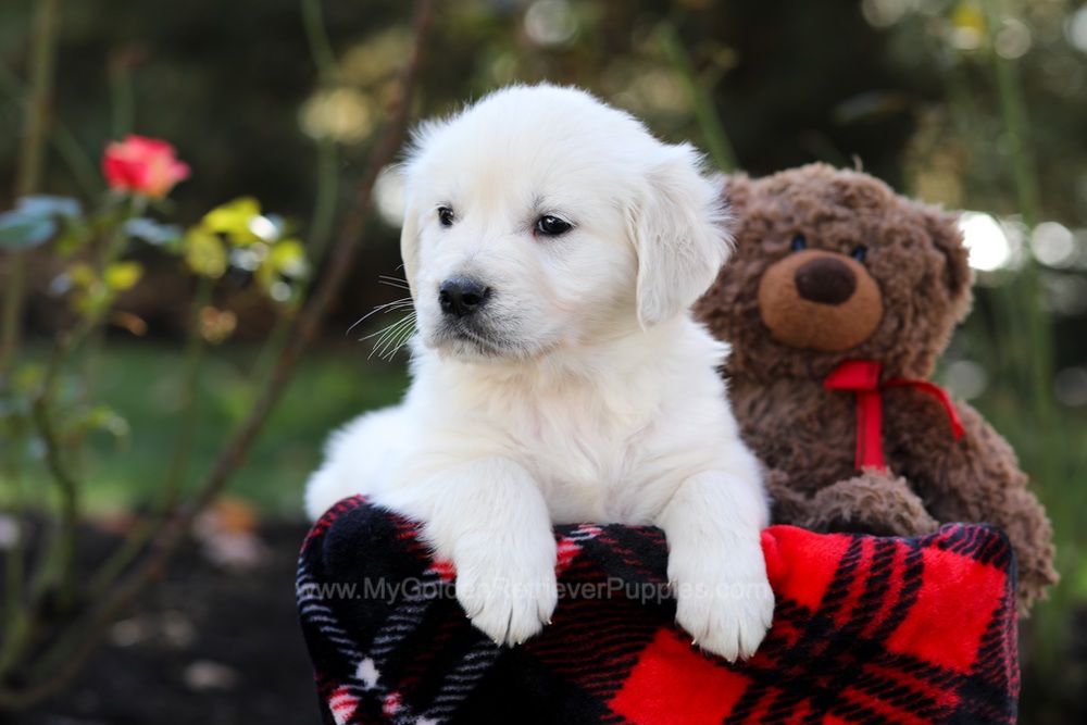 Hudson Image of Hudson, a Golden Retriever puppy