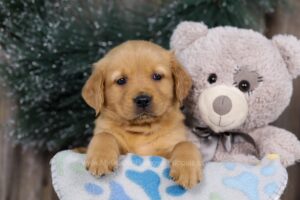Image of Hugo, a Golden Retriever puppy