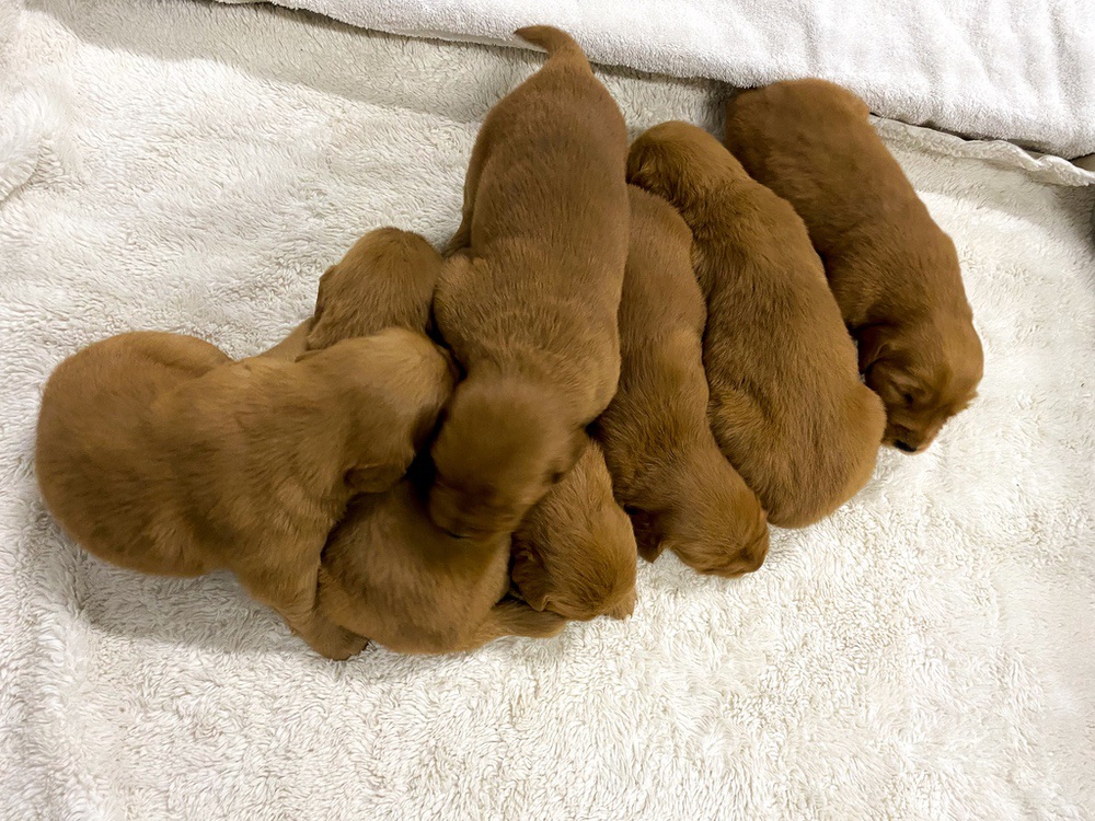Dark Golden 🤎 Jan 3 Image of Dark Golden 🤎 Jan 3, a Golden Retriever puppy