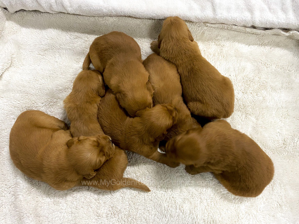 Dark Golden 🤎 Jan 3 Image of Dark Golden 🤎 Jan 3, a Golden Retriever puppy