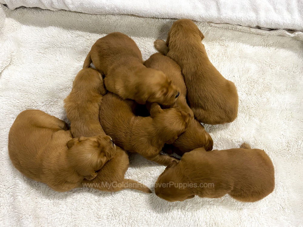 Dark Golden 🤎 Jan 3 Image of Dark Golden 🤎 Jan 3, a Golden Retriever puppy
