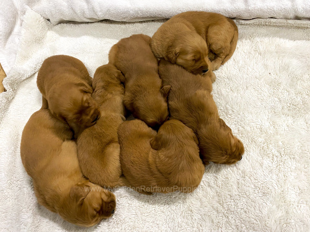 Dark Golden 🤎 Jan 3 Image of Dark Golden 🤎 Jan 3, a Golden Retriever puppy