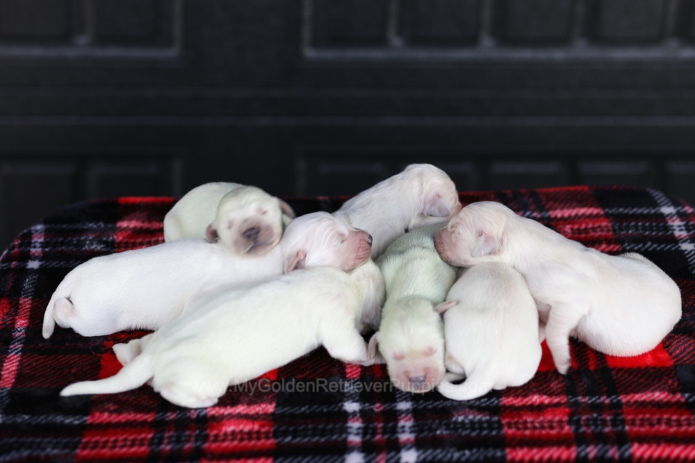 Cream Golden 🤍 Dec 26 Image of Cream Golden 🤍 Dec 26, a Golden Retriever puppy