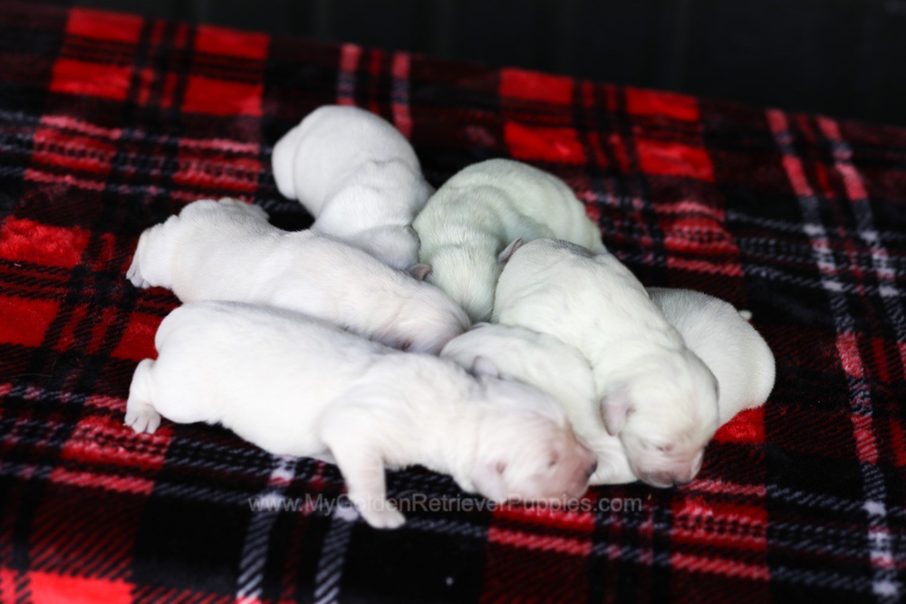 Cream Golden 🤍 Dec 26 Image of Cream Golden 🤍 Dec 26, a Golden Retriever puppy