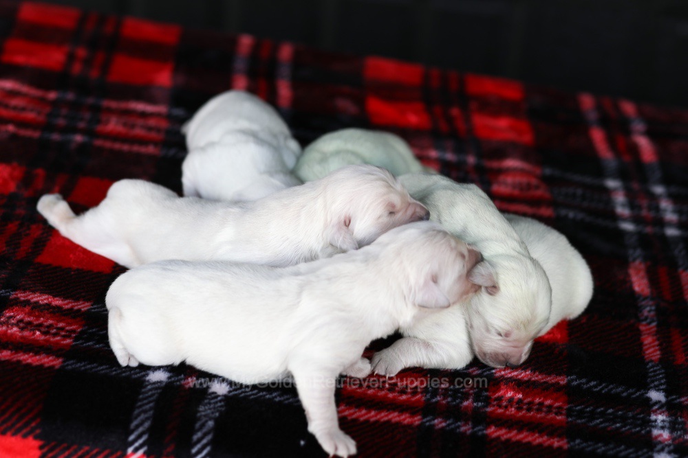 Cream Golden 🤍 Dec 26 Image of Cream Golden 🤍 Dec 26, a Golden Retriever puppy