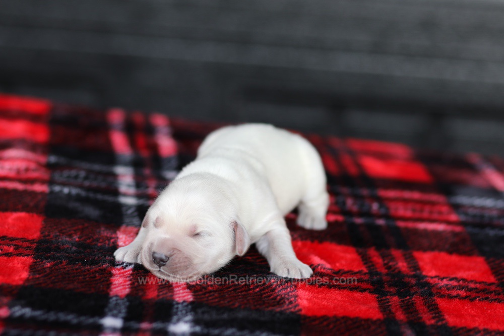 Cream Golden 🤍 Dec 26 Image of Cream Golden 🤍 Dec 26, a Golden Retriever puppy