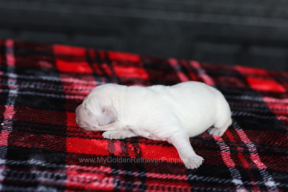 Cream Golden 🤍 Dec 26 Image of Cream Golden 🤍 Dec 26, a Golden Retriever puppy
