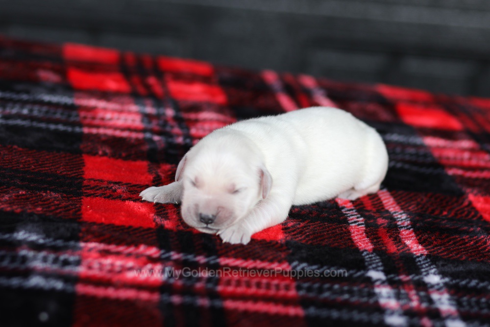 Cream Golden 🤍 Dec 26 Image of Cream Golden 🤍 Dec 26, a Golden Retriever puppy