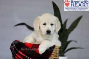 Image of Indie, a Golden Retriever puppy