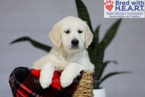 Image of Iris, a Golden Retriever puppy