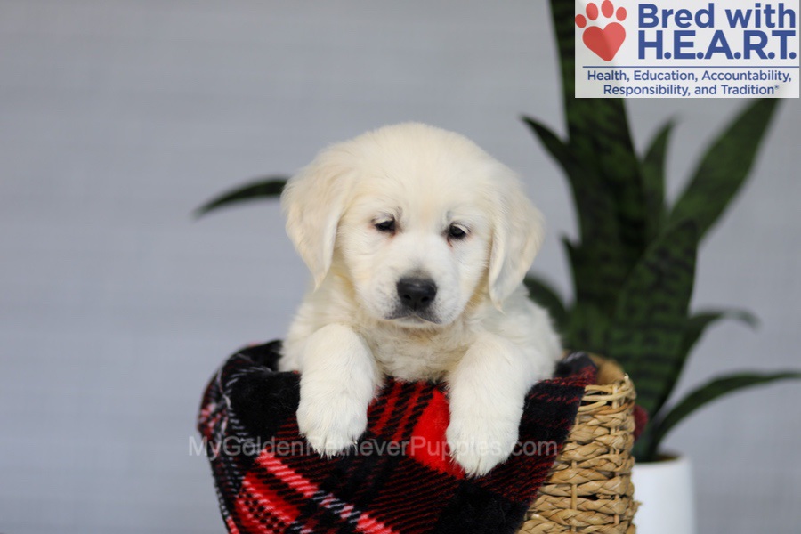 Irwin Image of Irwin, a Golden Retriever puppy