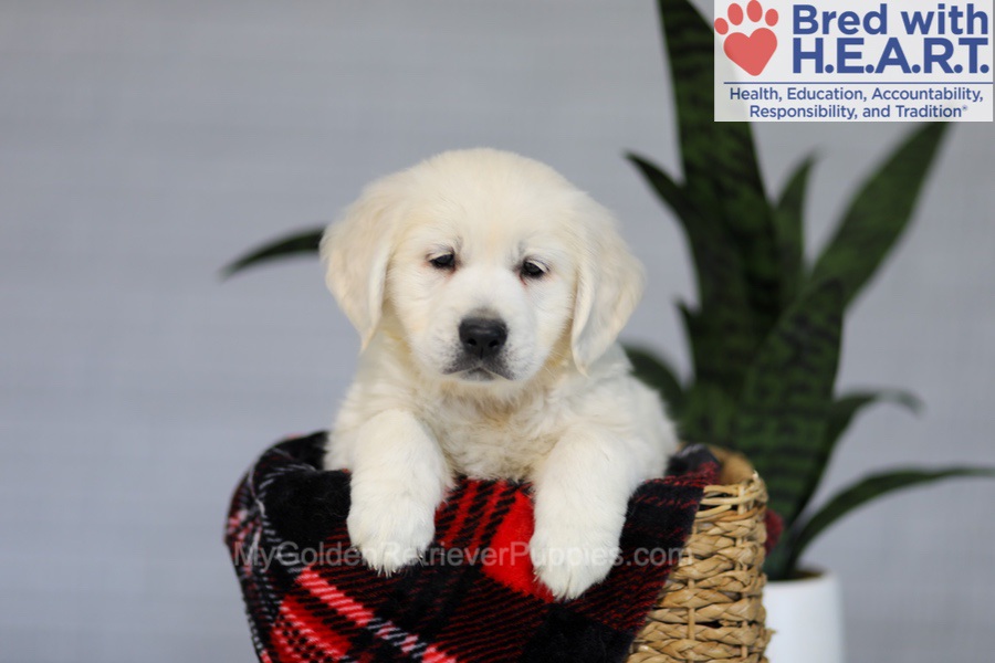 Irwin Image of Irwin, a Golden Retriever puppy