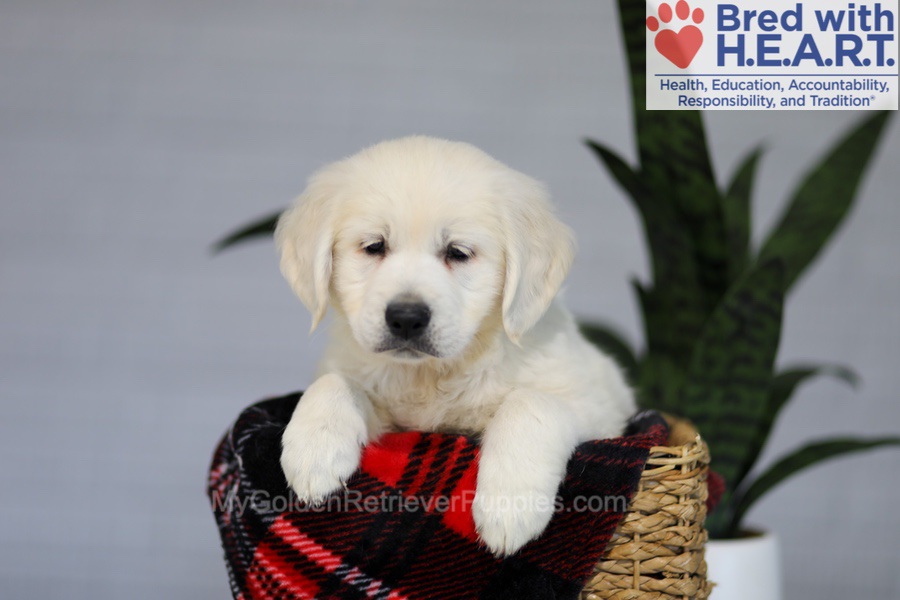 Irwin Image of Irwin, a Golden Retriever puppy