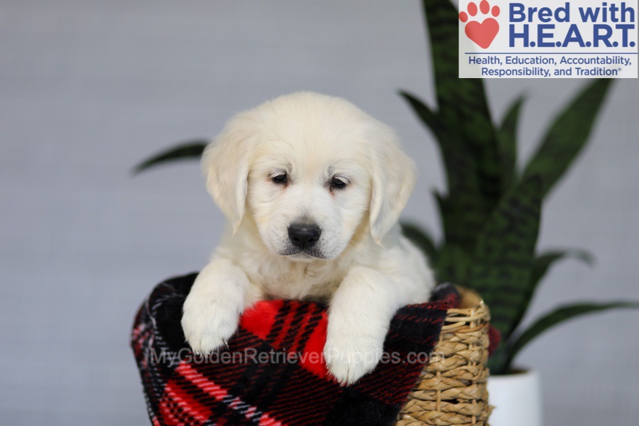 Irwin Image of Irwin, a Golden Retriever puppy