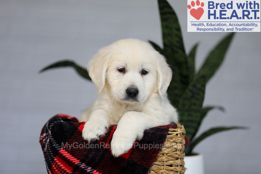 Irwin Image of Irwin, a Golden Retriever puppy