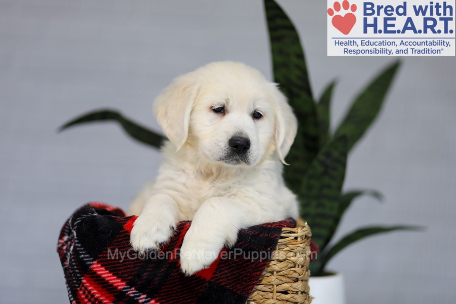 Irwin Image of Irwin, a Golden Retriever puppy