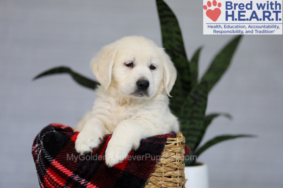 Irwin Image of Irwin, a Golden Retriever puppy