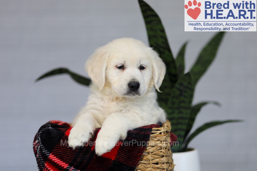 Irwin Image of Irwin, a Golden Retriever puppy