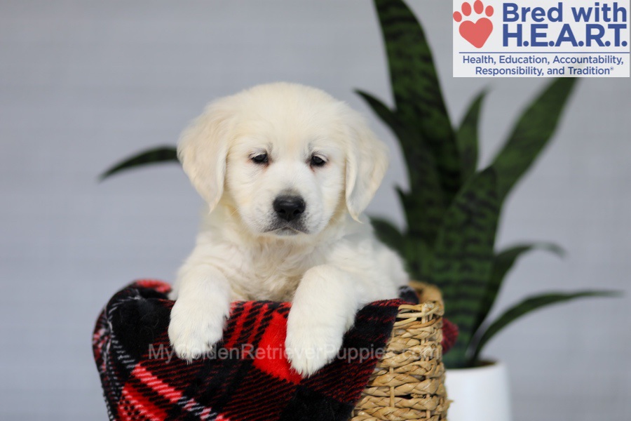 Irwin Image of Irwin, a Golden Retriever puppy