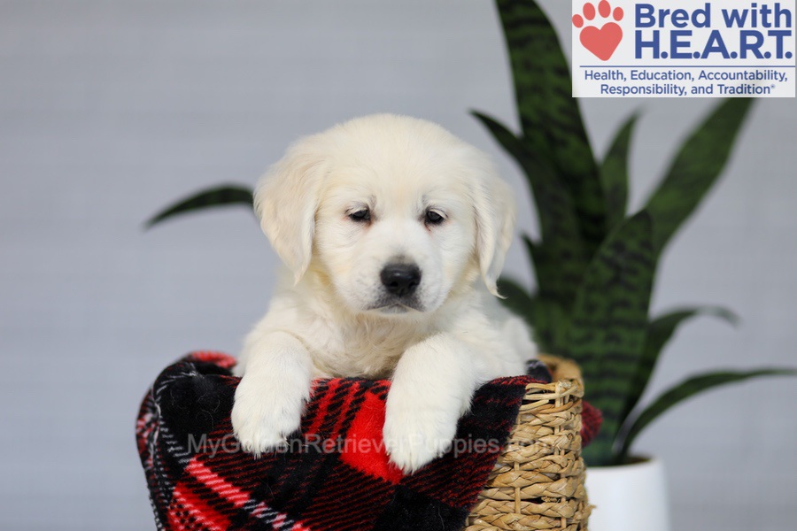 Irwin Image of Irwin, a Golden Retriever puppy