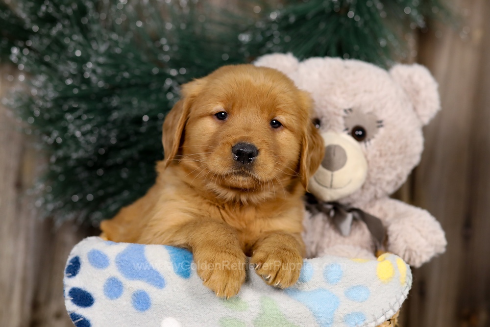 Jasmine Image of Jasmine, a Golden Retriever puppy