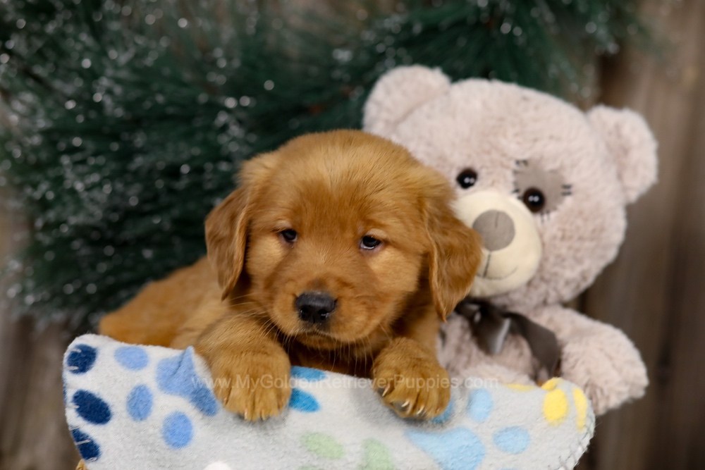 Jasmine Image of Jasmine, a Golden Retriever puppy