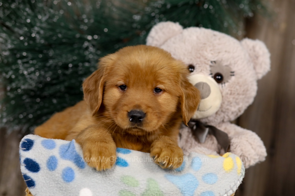 Jasmine Image of Jasmine, a Golden Retriever puppy
