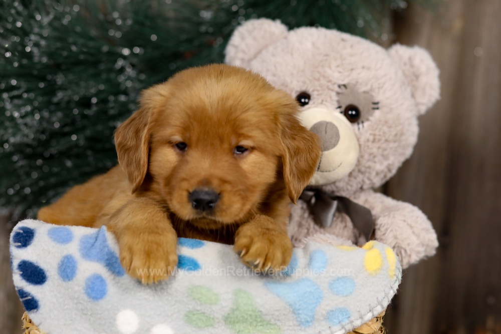 Jasmine Image of Jasmine, a Golden Retriever puppy