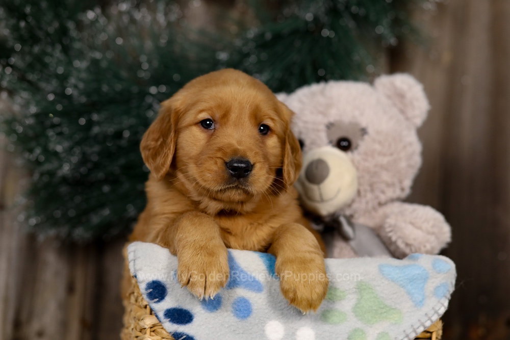 Jasper Image of Jasper, a Golden Retriever puppy