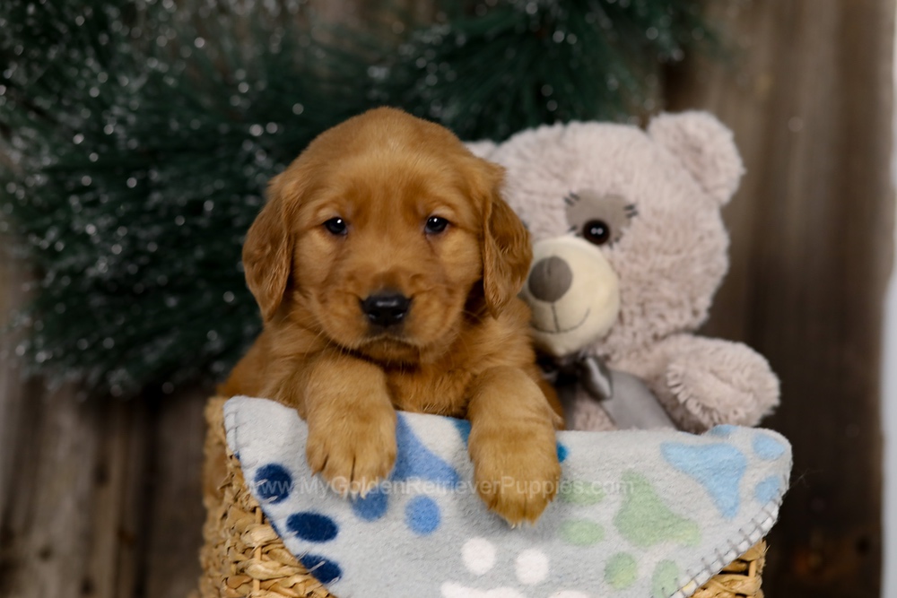 Jasper Image of Jasper, a Golden Retriever puppy